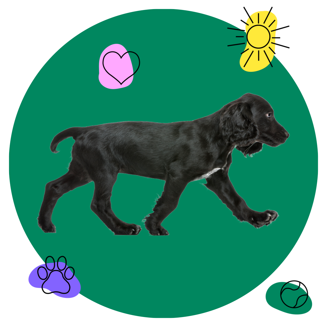 Dogi Club