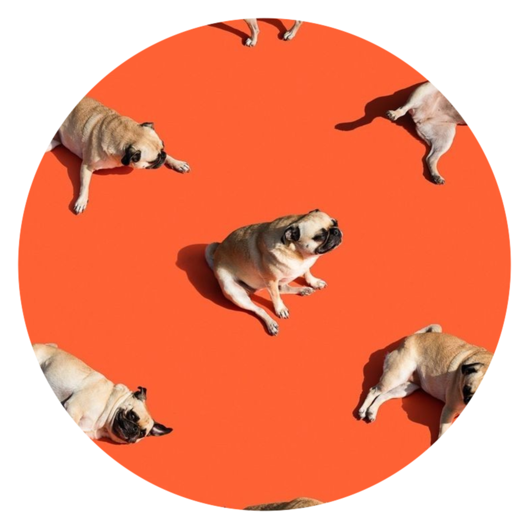 Een rustig moment bij Dogi