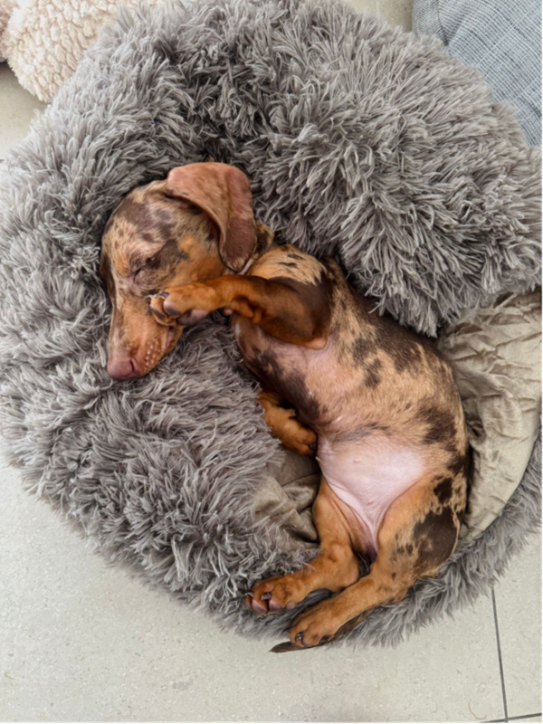 Een hond geniet van een rustig moment