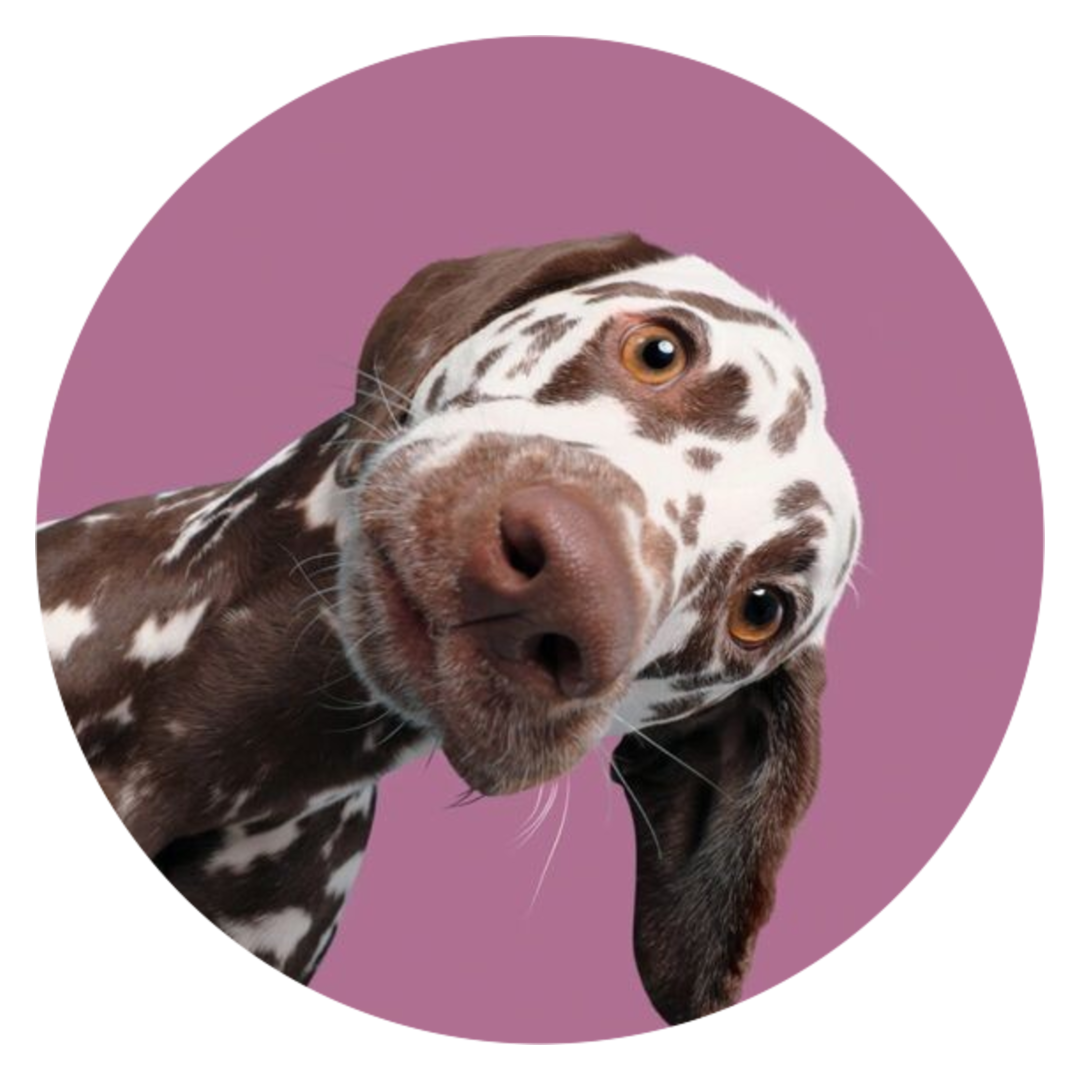 Hond tijdens een testnacht