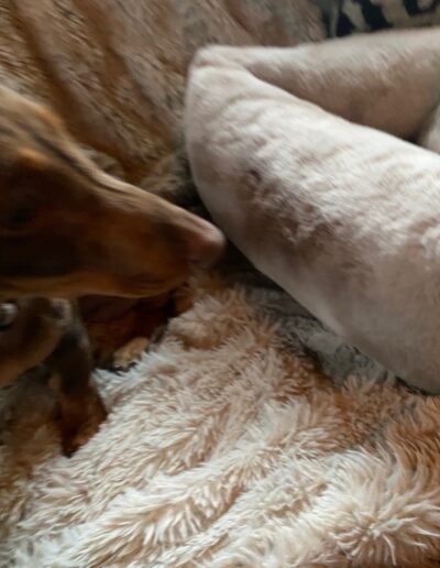 NALA -TECKEL: DogiPlay