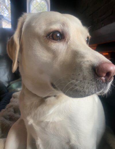 JACKY - LABRADOR: Dogi