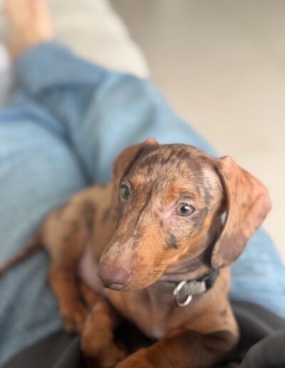 NALA -TECKEL: DogiPlay