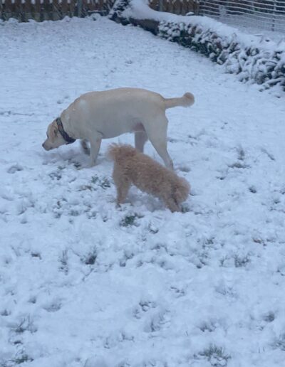 JACKY - LABRADOR: Dogi