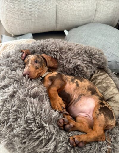 NALA -TECKEL: DogiPlay