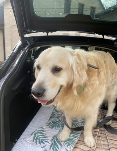 Een hond bij Dogi