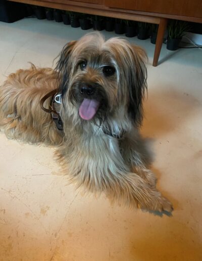 YOUP - PYRENESE HERDER: DogiPlay
