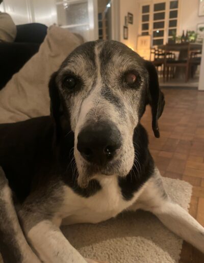 LEONIE - ONZE BOMMA: Dogi