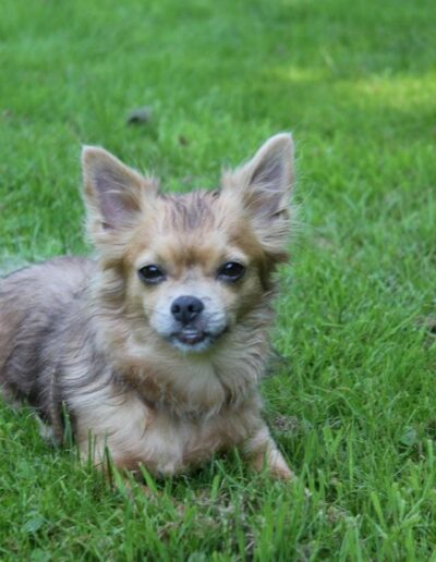 PAULETTEKE - CHIWAWA: DE BESTE HOND VAN DE WERELD