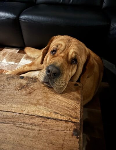 Hond bij Dogi