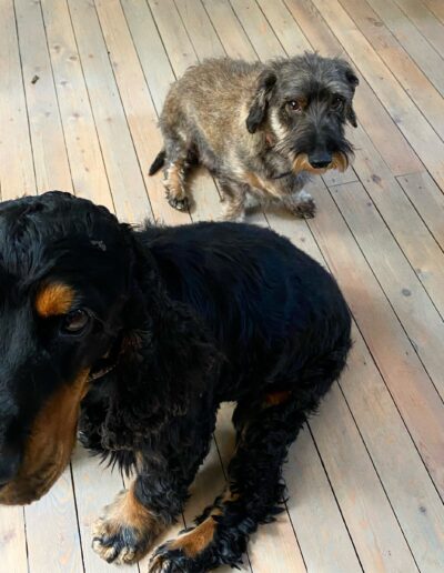 FONZI - COCKER SPANIEL: Hond bij Dogi
