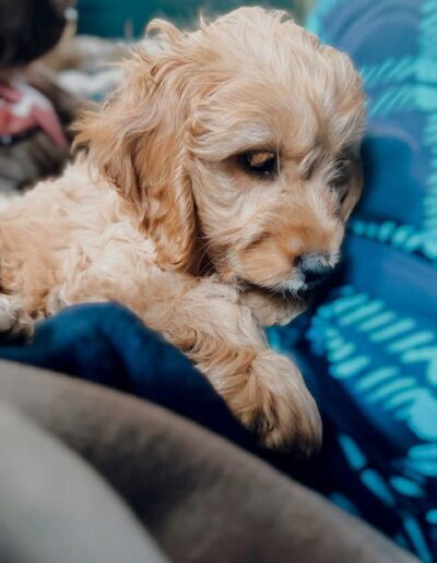 LOUA - COCAPOO. Dogi Sleep