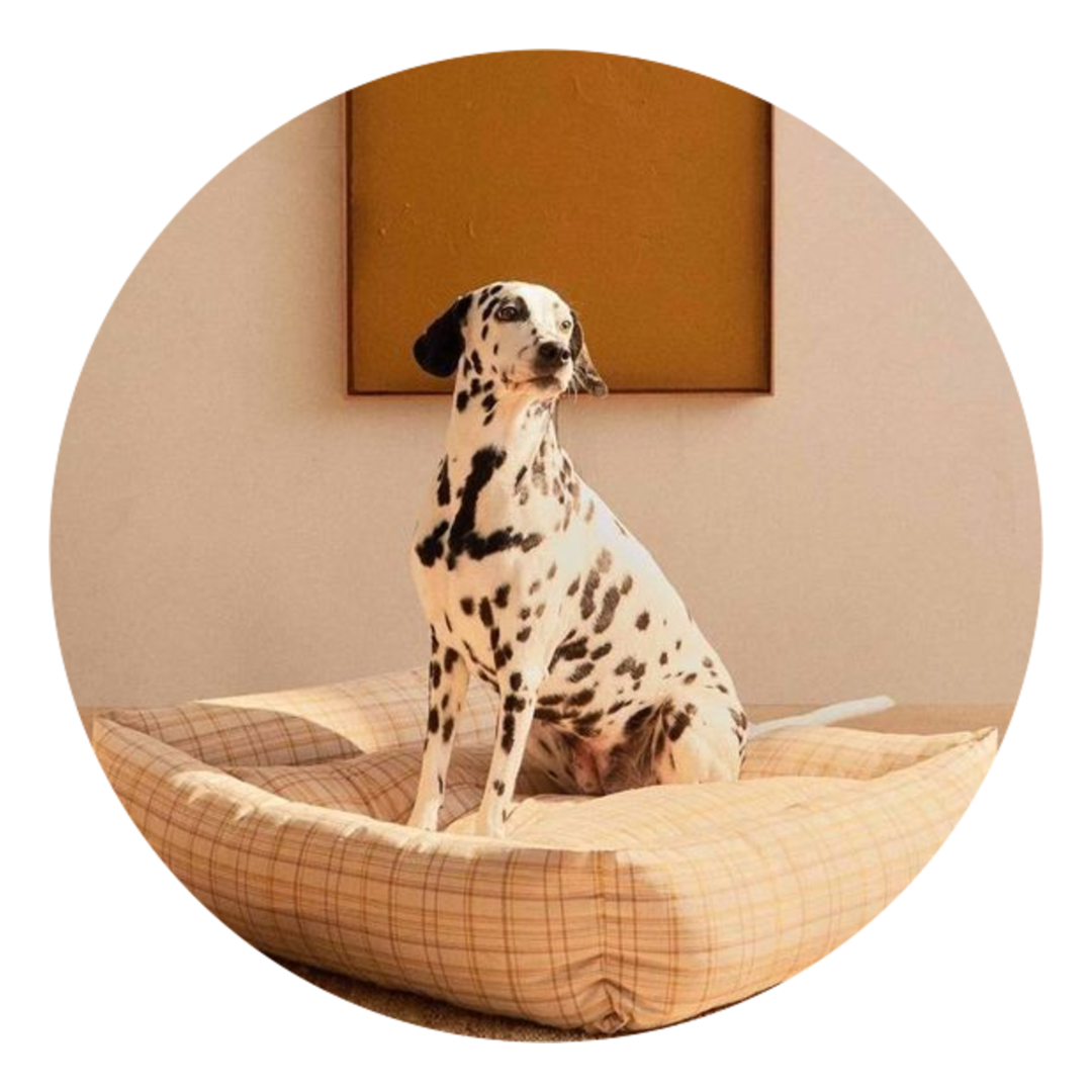 Een hond op een vertrouwd kussen