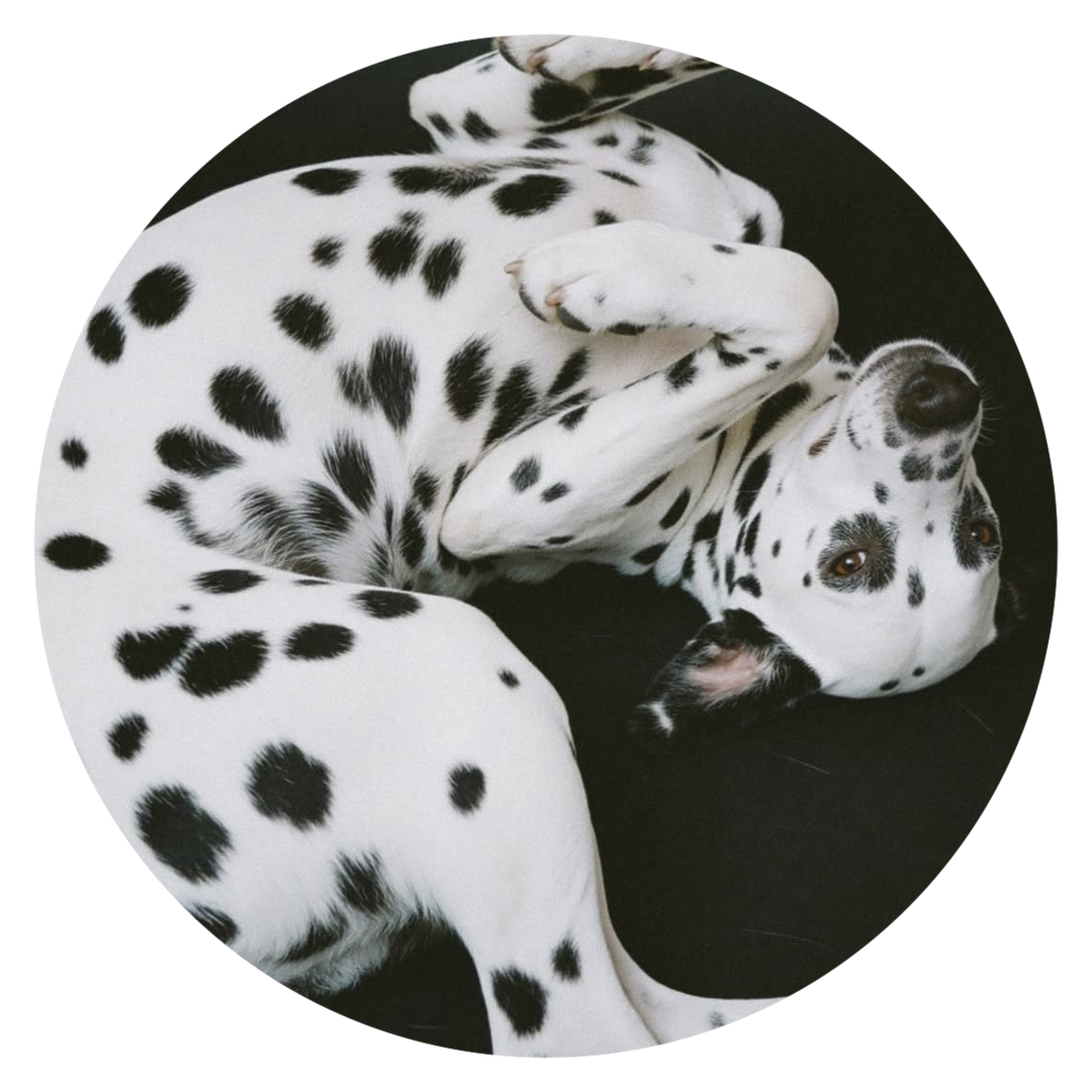 Huiselijk verblijf bij Dogi